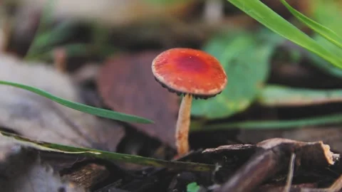 SMALL RED MUSHROOM ON THE SOIL Stock Footage 100287827