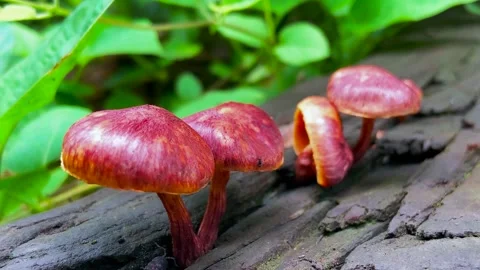 Small red mushrooms growing on a decaying log in a lush forest environment Video stock 341999474