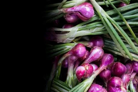 Small red onions template Stock Photos