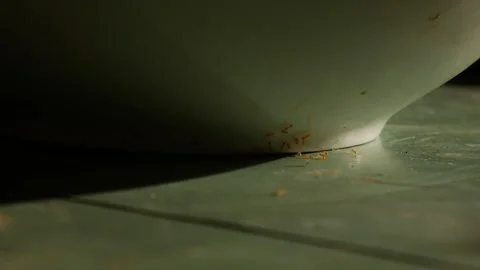 Small red orange ants crawling on green scratched table surface Stock Footage 336665414