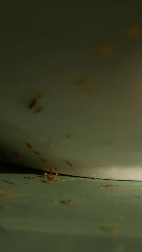 Small red orange ants crawling on green scratched table surface Vidéo 337042312