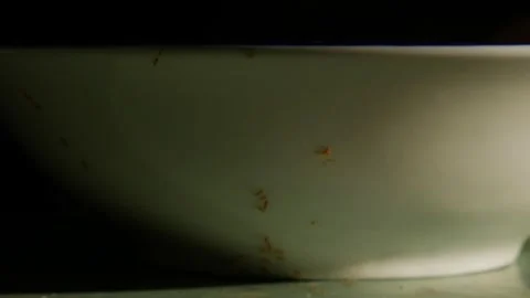 Small red orange ants crawling on green scratched table surface 動画素材 339071107