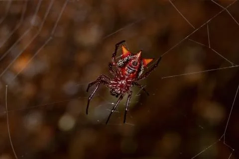Small Red Orbweaver Stock Photos