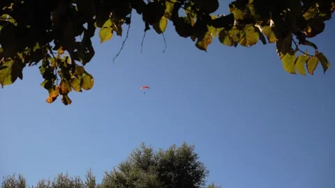Small red paraglider soars high against a bright blue sky framed by tree Stock Footage 285514247