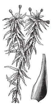Small red peat moss or Sphagnum capillifolium vintage engraving Stockillustratie