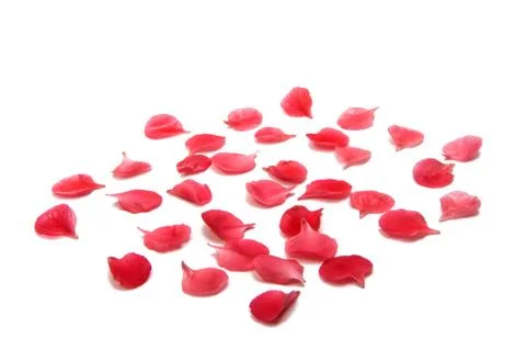 Small red petals isolated Stock Photos