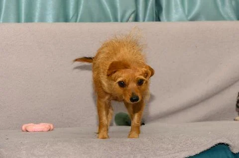 Small red pinscher sitting on sofa looking at camera Stock Photos