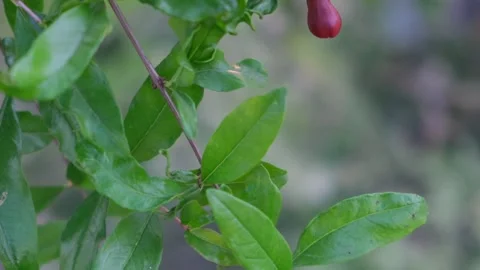 Small red pomegranate fruit bud growing on a branch Vidéo 330572747