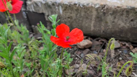 A small red poppy on a thin green stem with green leaves growing in the ground Stock Footage 321306915
