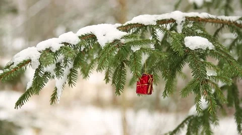 Small red present hanging in christmas tree (rack focus) Stock Footage 44224336