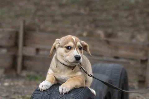 A small red puppy on the training ground. Dog training. Stock Photos