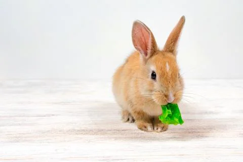 A small red rabbit chews a green leaf of grass on a white background. Place for Stock Photos