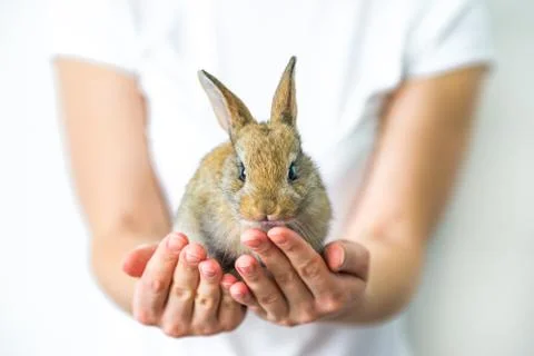 A small red rabbit in human hands. The concept of animal protection and Stock Photos