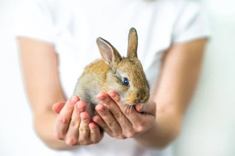 A small red rabbit in human hands. The concept of animal protection and Stock Photos