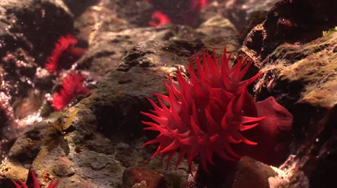 Small red rock Anemone Close up #7-30b Stockbeeldmateriaal 39328184