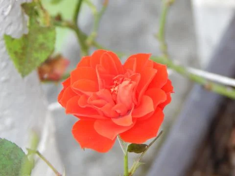 Small red rose in bloom Stock Photos
