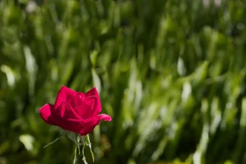 Small red rose soft green Stock Photos