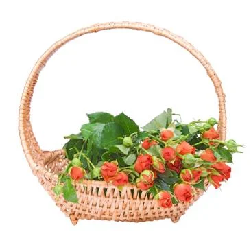 Small red roses Stock Photos