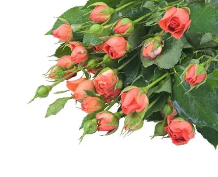 Small red roses Stock Photos