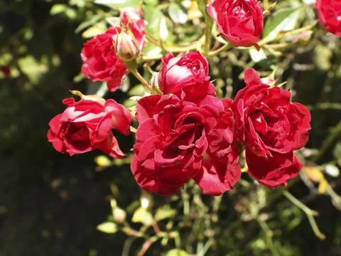 Small red roses. Stock Photos