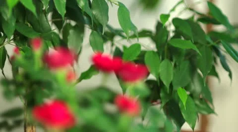 Small Red Roses, rack focus Stock Footage 22113581