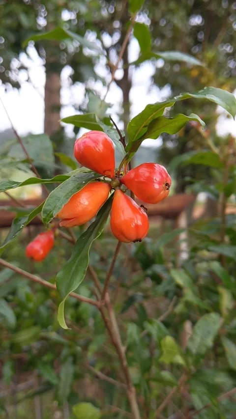 Small red ruby ​​fruit Stock Footage 233685292