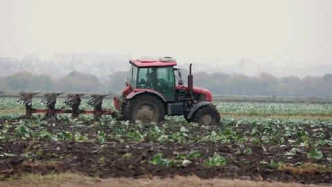 Small red Russian tractor with a plow plows up the soil in a cabbage field Stock Footage 169507949