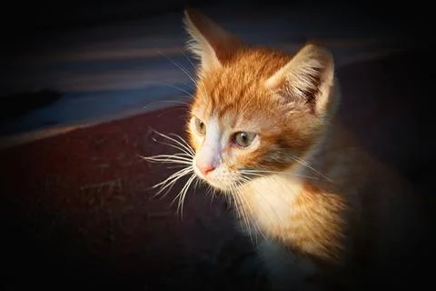 Small red sad kitten close-up Foto stock