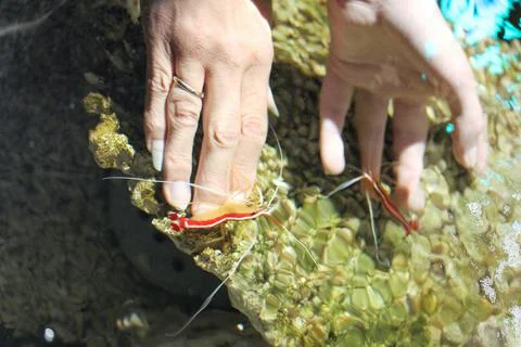 Small red shrimp nibble on three hands Foto stock