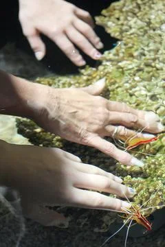 Small red shrimp nibble on three hands Stock Photos