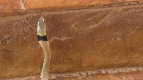 A SMALL RED SPITTING COBRA ON THE GROUND Stock Footage 130634691