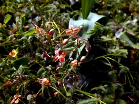 Small red spring flowers on the ground Stock Photos
