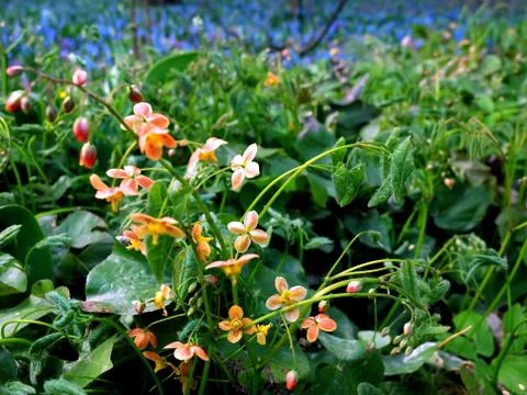 Small red spring flowers Stock Photos