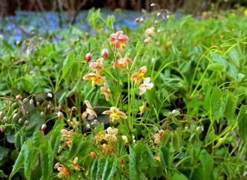 Small red spring flowers, side view Stock Photos
