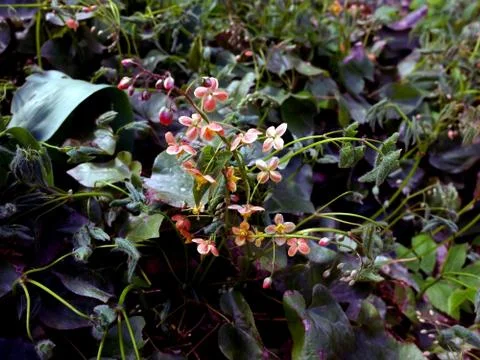 Small red spring flowers, top view Stock Photos