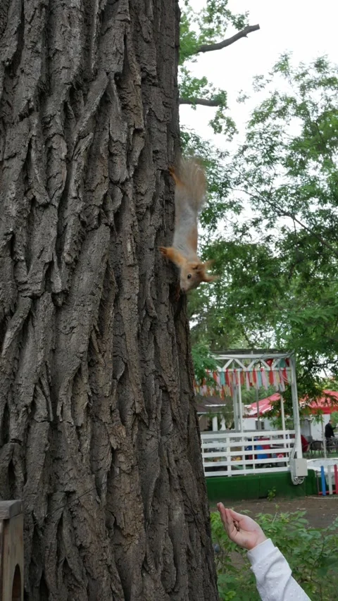 Small red squirrel comes from the tree and takes a hazelnut from hand. Human fee Stock Footage 279145926
