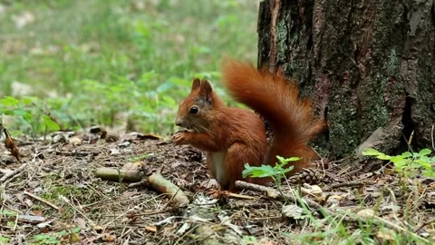 Small red squirrel with fluffy tail gnaws nut under tree Stock Footage 313254359