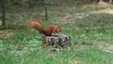 Small red squirrel jumps on tree stump eats nut runs away Stock Footage 313100899