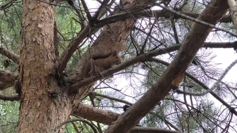 A small red squirrel sits on a pine branch. a squirrel on a tree. a squirre.. Stock Footage 314305747