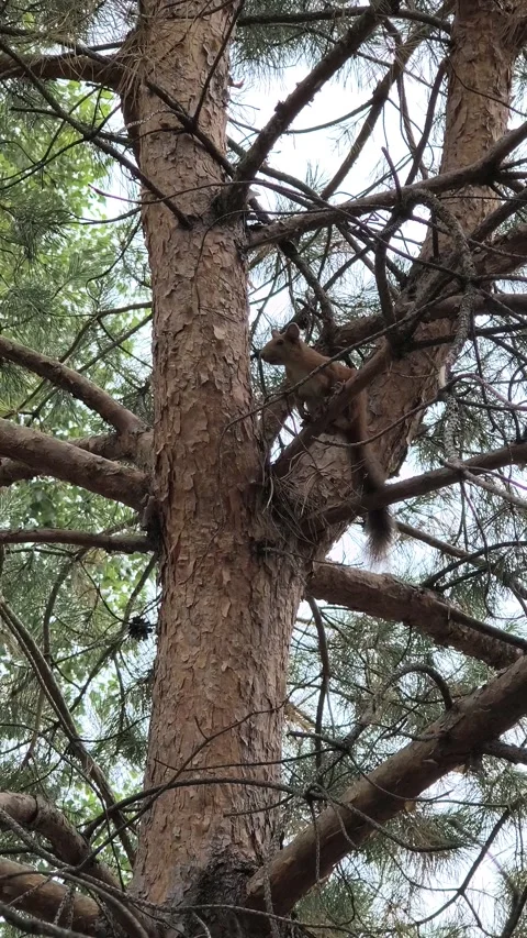A small red squirrel sits on a pine branch. a squirrel on a tree. a squirre.. Stock Footage 314305775
