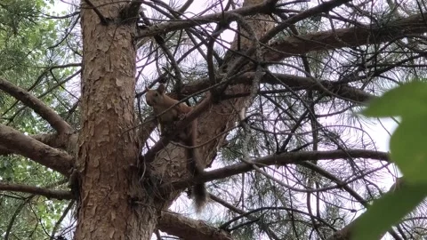 A small red squirrel sits on a pine branch. a squirrel on a tree. a squirre.. Stock Footage 314305797