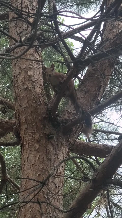 A small red squirrel sits on a pine branch. a squirrel on a tree. a squirre.. Stock Footage 314305839