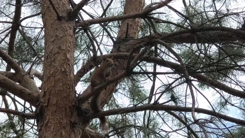 A small red squirrel sits on a pine branch. a squirrel on a tree. a squirre.. Stock Footage 314306118