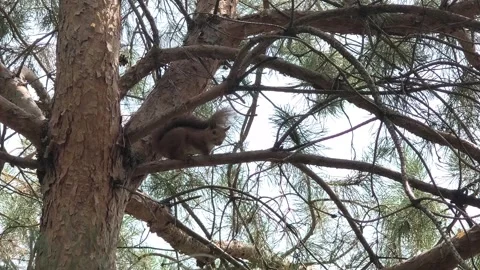 A small red squirrel sits on a pine branch. a squirrel on a tree. a squirre.. Stock Footage 314306678