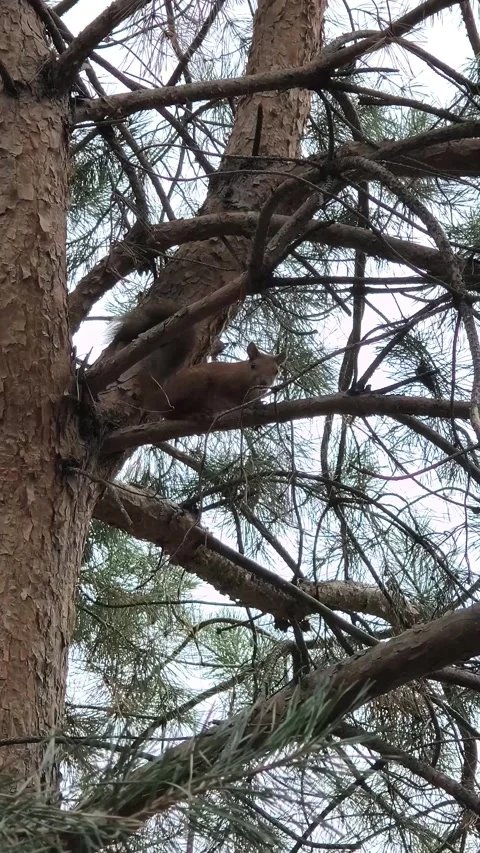 A small red squirrel sits on a pine branch. a squirrel on a tree. a squirre.. Stock Footage 314306708
