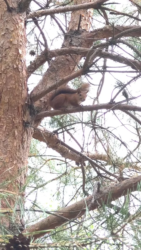 A small red squirrel sits on a pine branch. a squirrel on a tree. a squirre.. Stock Footage 314306726