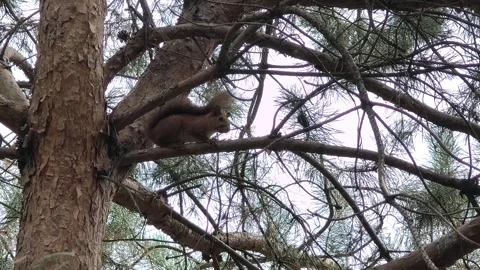 A small red squirrel sits on a pine branch. a squirrel on a tree. a squirre.. Stock Footage 314306733