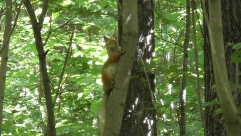 A small red squirrel sits on the trunk of a thin tree Video stock 118685759