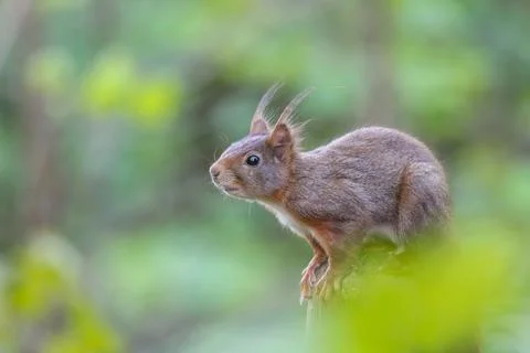 The small red squirrel is sitting on a tree branch in the wild Stock Photos