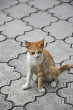 Small, red, stray kitten sits on paving slabs Stock Photos
